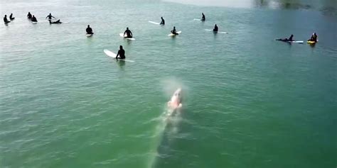 drone video shows grey whale casually swimming  surfers