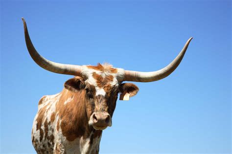 legendary longhorns true texas icons