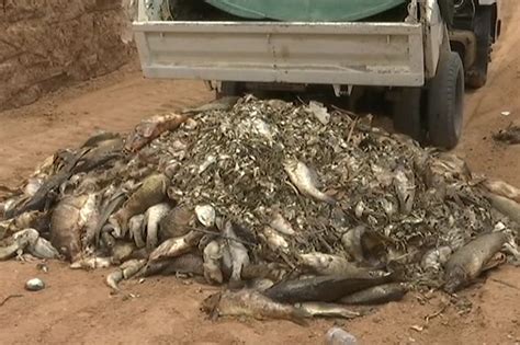 experts concerned  carp survives menindees mass fish kills abc news