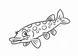 Pike Pesce Fish Szczupak Luccio Illustrazione Coloritura Coloration Poissons Rybie Strony Ilustracyjne Kolorystyki Predatory Obraz Fumetto sketch template