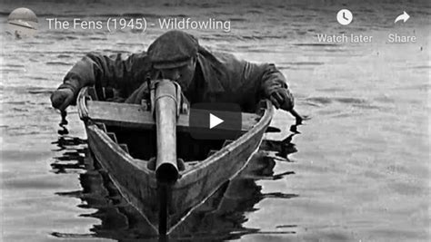 school duck hunting   real punt gun dogs  doubles
