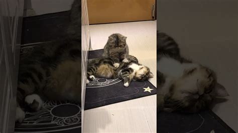 kitty massages kitty viralhog youtube