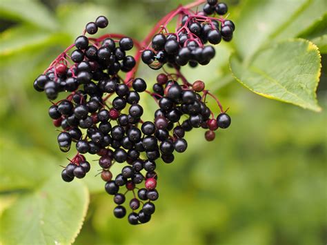 schwarzer holunder heimische beeren zur staerkung des immunsystems