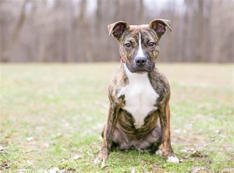 brindle pitbull dog breed info pictures personality facts hepper