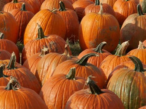 11 Pumpkin Patches To Visit In Arizona