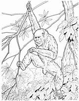 Monkey Coloring Pages Realistic Chimpanzee Swinging Vines Primate Comments sketch template