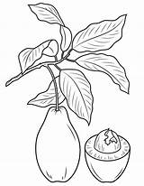 Aguacate Dibujos Fruta Rama Abacate Abacates sketch template