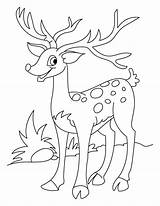 Coloring Deer Pages Popular Happy sketch template