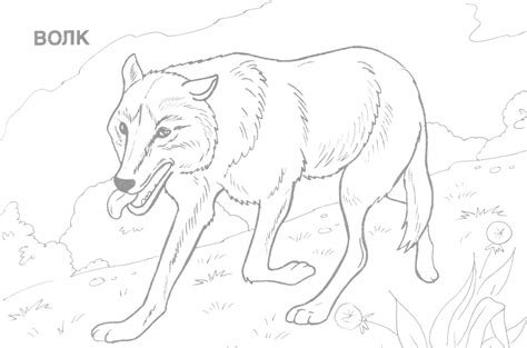 wild dog coloring  wild dog coloring