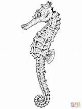Seahorse Coloring Pages Realistic Adult Color Printable Template Seashore Popular Drawing Supercoloring sketch template