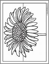Daisy Coloring Pages Printable Print Blossom Single Pdfs Customizable Trending Days Last Getdrawings Colorwithfuzzy sketch template