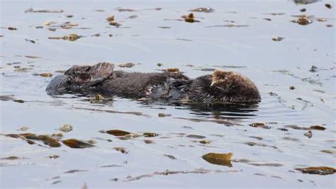 Sea Otter Shot To Death