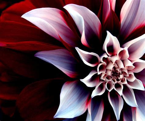 Cool 3D Flower Android Wallpapers #18332 Wallpaper   Cool  