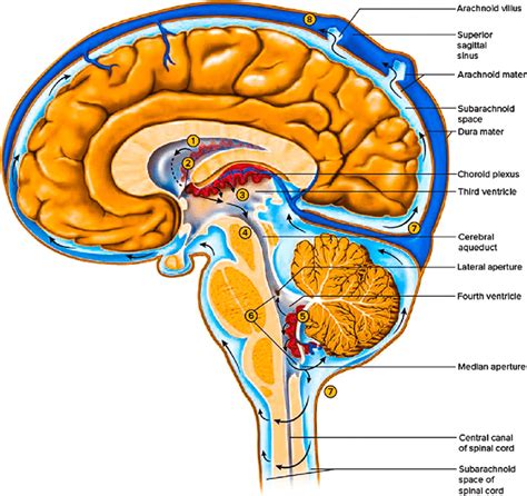 cerebrospinal fluid formation absorption  circulation    scientific