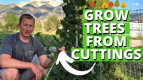 grow trees  cuttings youtube
