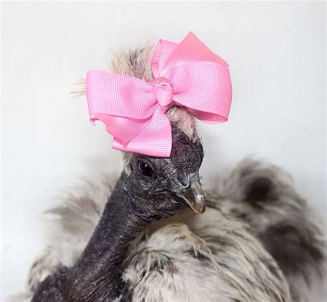 Pin By Rina Schick On Bock Bock Silkie Chickens Poultry Breeds Silkies