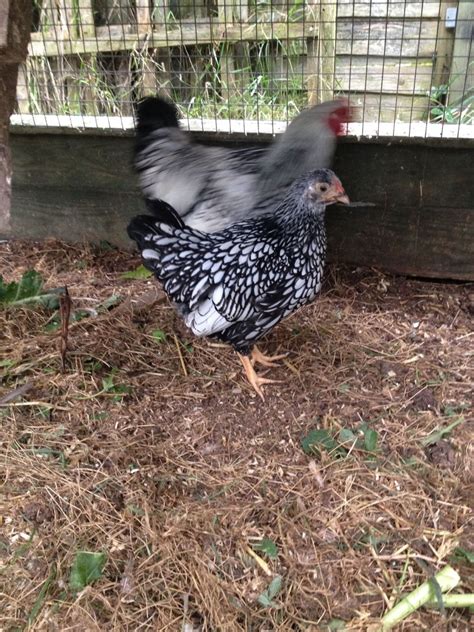 need help sexing silver laced wyandotte bantams page 3