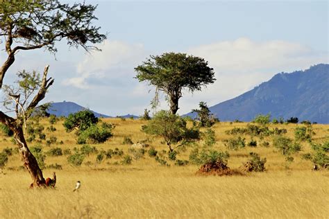 vegetation african savanna plants pets lovers