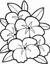 Coloring Flower Plumeria Pages Getdrawings sketch template