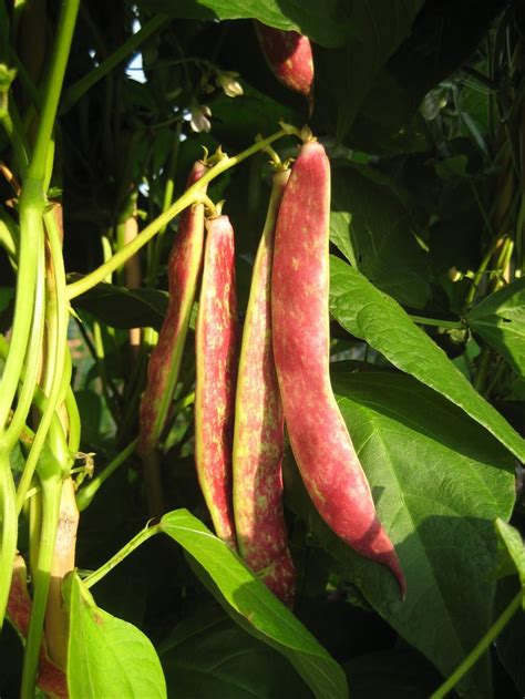 red kidney bean plant vegetables favorites pinterest