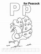 Peacock Coloring Practice Pages Kids Preschool Handwriting Library Clipart Popular sketch template