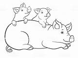 Schwein Malvorlage Ausmalbilder Malvorlagen Ausmalbilderfureuch sketch template