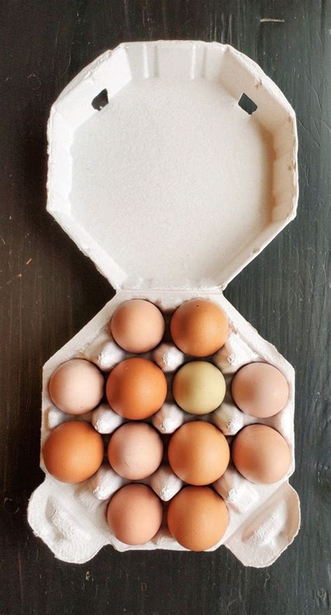 empty egg carton stock  pictures
