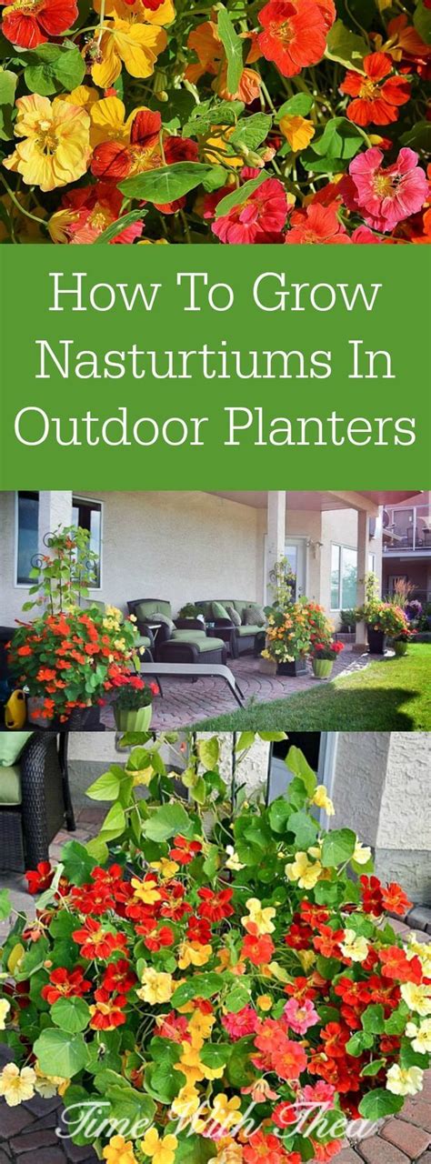 grow nasturtiums  outdoor planters tall outdoor planters
