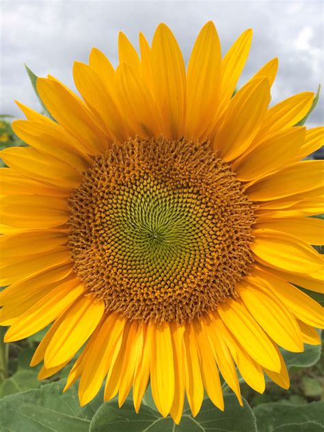 pin em sunflowers