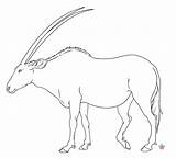 Oryx Coloring Wildebeest Template Aislin Animal Designlooter Lineart 89kb Savannah Collection sketch template
