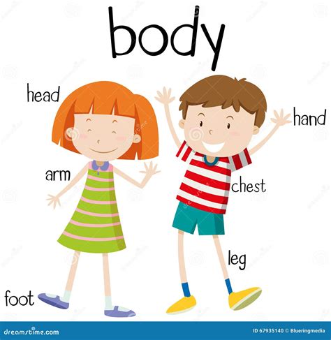 human body parts diagram stock vector illustration  graphic