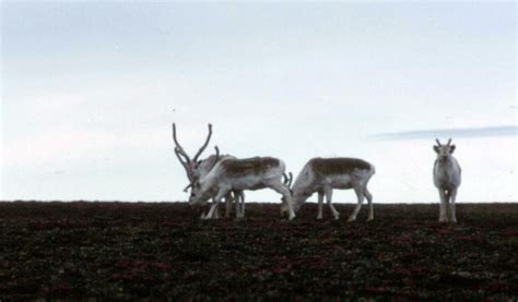 elfshot peary caribou