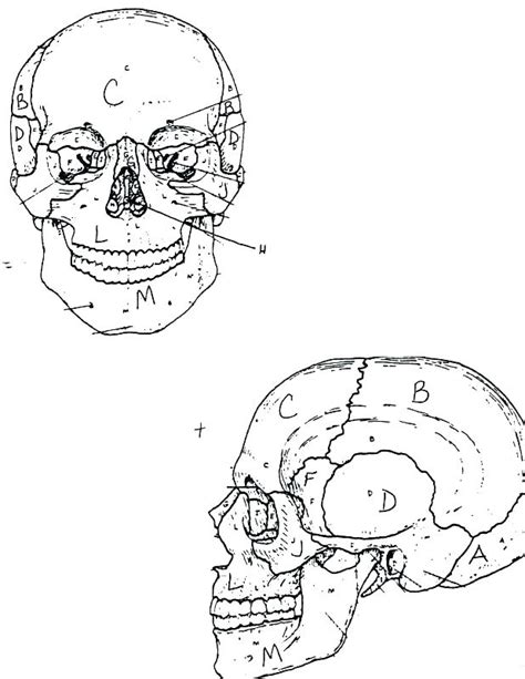 bones   skull coloring pages  getcoloringscom  printable