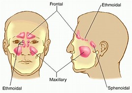 Image result for free pics of sinuses
