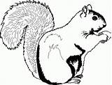 Squirrel Coloring Pages Clipart Print Printable Kids Squirrels Clip Cartoon Drawing Color Eekhoorn Cute Acorn Chipmunk Cliparts Sleeping Target Sheets sketch template