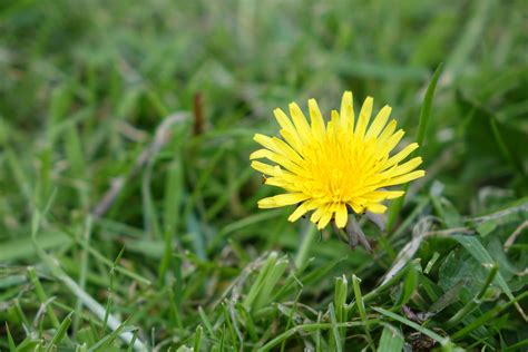 identifying  common lawn weeds
