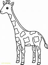 Giraffe Giraffes Jirafa Coloriage Animal Getcolorings Maternelle Pata Entitlementtrap Giraffen Drucken Colorings Jungle sketch template