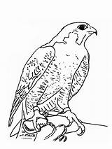 Falcon Coloring Pages Falcons Kids Color Print Printable Birds 1000 Getcolorings Getdrawings Recommended sketch template