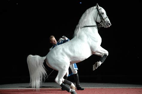 lipizzaner performing  levade horses lipizzan white horses