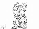 Yorkie Yorkshire Drawing Dog Sketch Terrier Tattoo Puppy Pencil Teacup Coloring Pages Drawings Tattoos Yorkies Dogs Uploaded sketch template