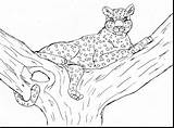Leopardo Desenhos Leopardos Colorir Panteras Colorat Clouded Planse Pantera Desene Animale árbol sketch template