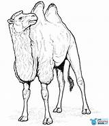 Chameau Camello Colorat Camelo Camila Colorier Animals Planse Colorare Camellos Desene Camels Egypte 1665 Bactriano Coloriages Salbatice Animale Supercoloring Bactrian sketch template