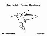 Hummingbird Throated Ruby Coloringnature sketch template
