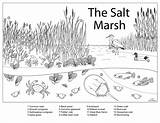 Coloring Marsh Northeastern Cos Seagrass sketch template