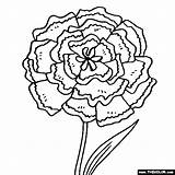 Carnation Coloring Flower Pages Flowers Simple Drawing Plant Color Kids Printable Thecolor Doodles Getdrawings Choose Board sketch template