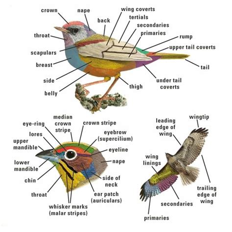 english vocabulary birds  parts   bird esl buzz