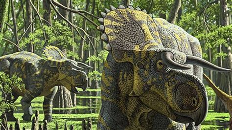 nasutoceratops big nose horn face dinosaur  bbc news