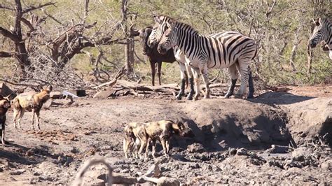 zebras chase  pack wild dogs youtube