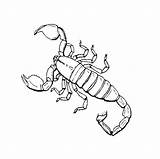 Scorpion Coloring Pages Insect Realistic Bug Scorpions Insects Color Ages Print Anime Inspired Designlooter Drawings Getcolorings Kids Pdf Coloringhome 84kb sketch template