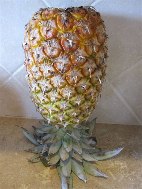lean   sun pineapple